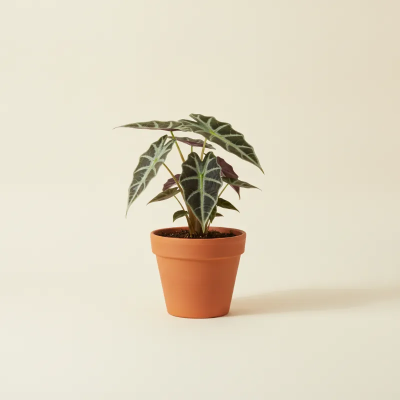 Olifantsoor — Alocasia lowii (illustratie)