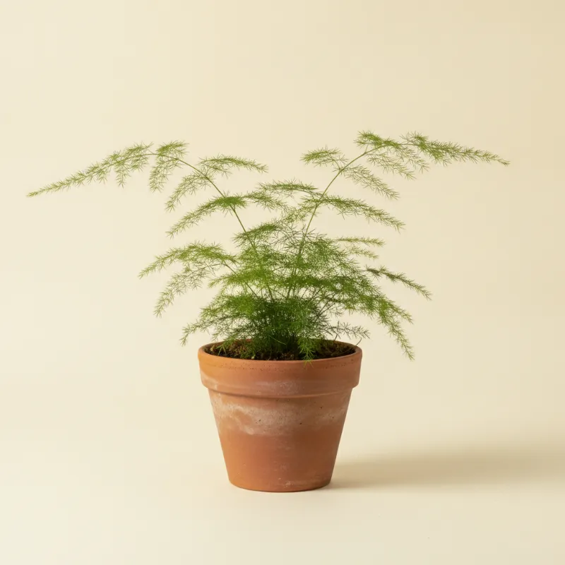 Sierasperge — Asparagus densiflorus 'Sprengeri' (illustratie)