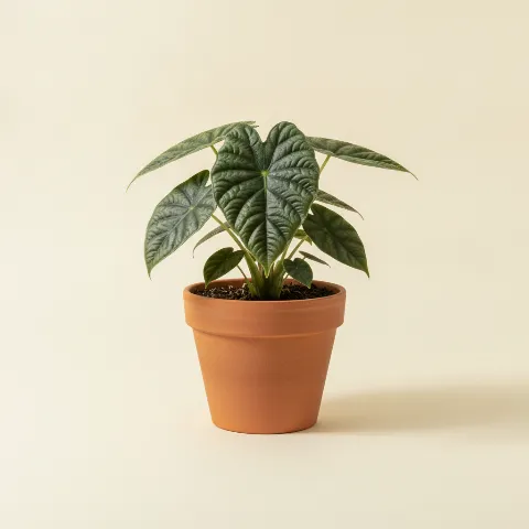 Olifantsoor β Alocasia 'Melo' (illustratie)