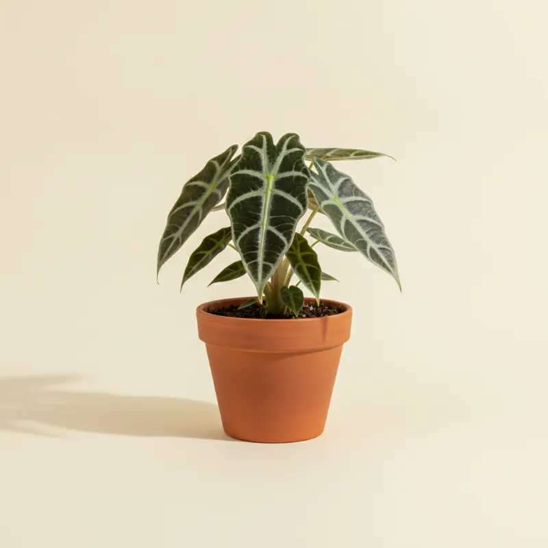 Olifantsoor — Alocasia nycteris (illustratie)