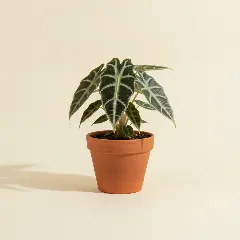 Olifantsoor