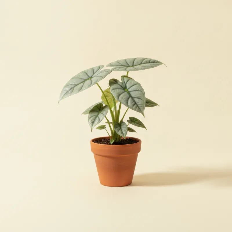 Olifantsoor — Alocasia 'Platinum' (illustratie)