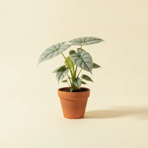 Olifantsoor β Alocasia 'Platinum' (illustratie)