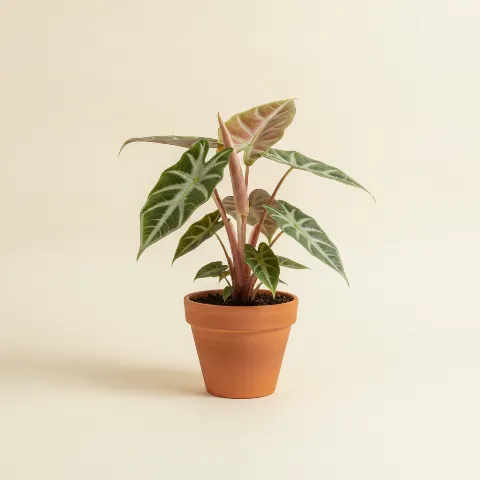 Olifantsoor β Alocasia 'Pink Dragon' (illustratie)