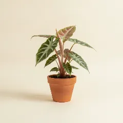 Olifantsoor