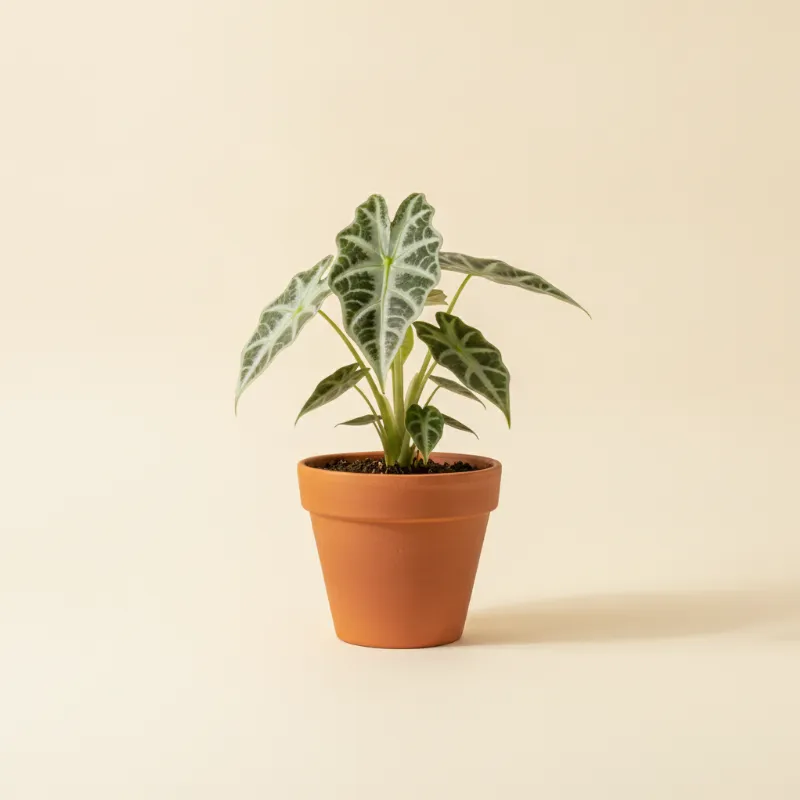 Olifantsoor — Alocasia reversa (illustratie)
