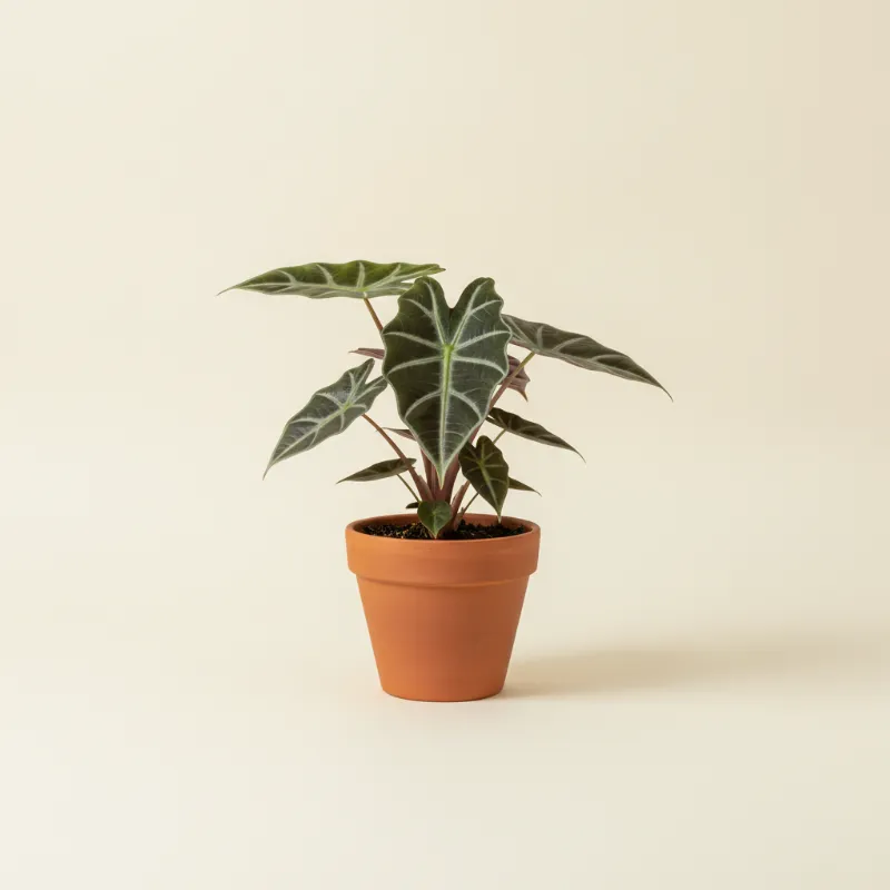 Olifantsoor — Alocasia sarawakensis 'Yucatan Princess' (illustratie)