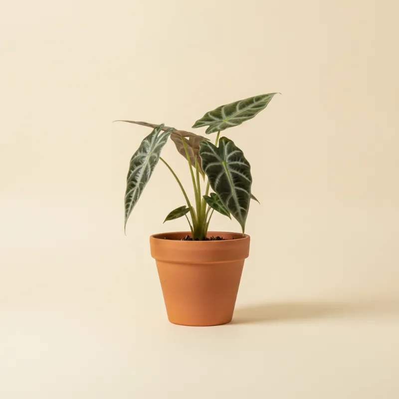 Olifantsoor — Alocasia scalprum (illustratie)