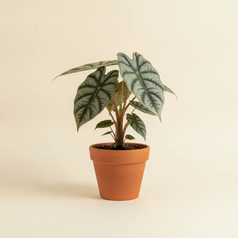 Olifantsoor — Alocasia sinuata (illustratie)