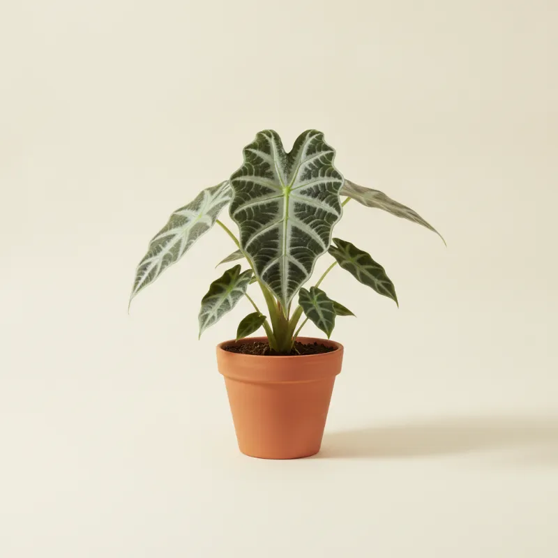 Olifantsoor — Alocasia watsoniana (illustratie)