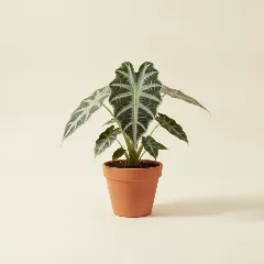 Olifantsoor
