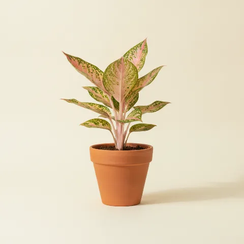 Aglaonema — Aglaonema 'Anyamanee' (illustratie)