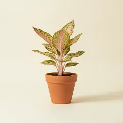 Aglaonema