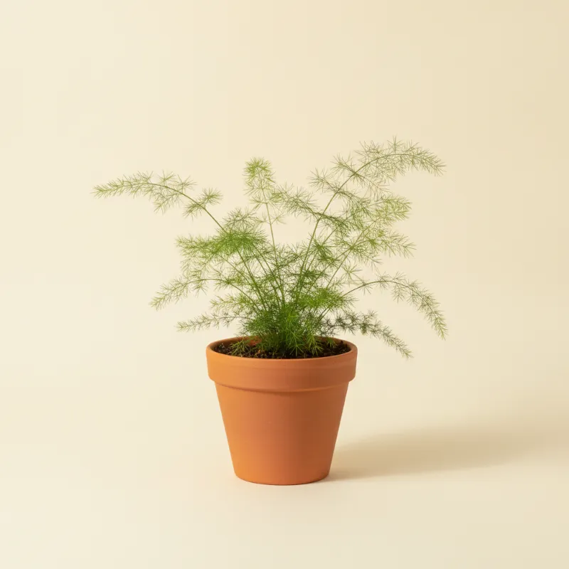 Sierasperge — Asparagus setaceus (illustratie)