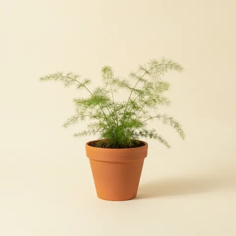 Sierasperge β Asparagus setaceus (illustratie)