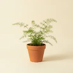 Sierasperge