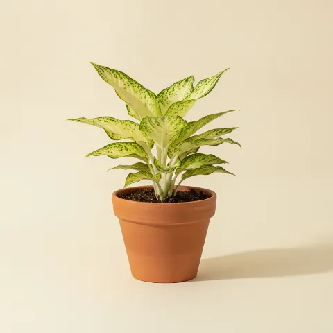 Aglaonema — Aglaonema 'Arctic Lime' (illustratie)