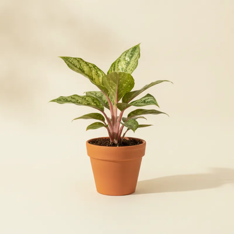 Aglaonema — Aglaonema 'Diamond Bay' (illustratie)