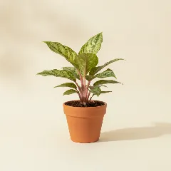 Aglaonema