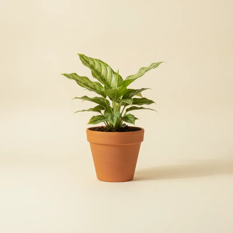 Aglaonema — Aglaonema 'Eileen' (illustratie)
