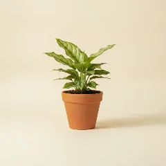 Aglaonema