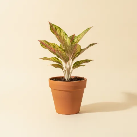 Aglaonema — Aglaonema 'Favonian' (illustratie)