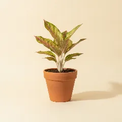 Aglaonema