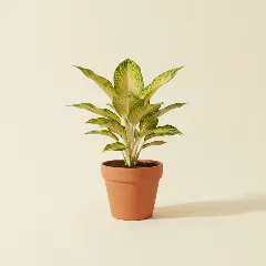 Aglaonema