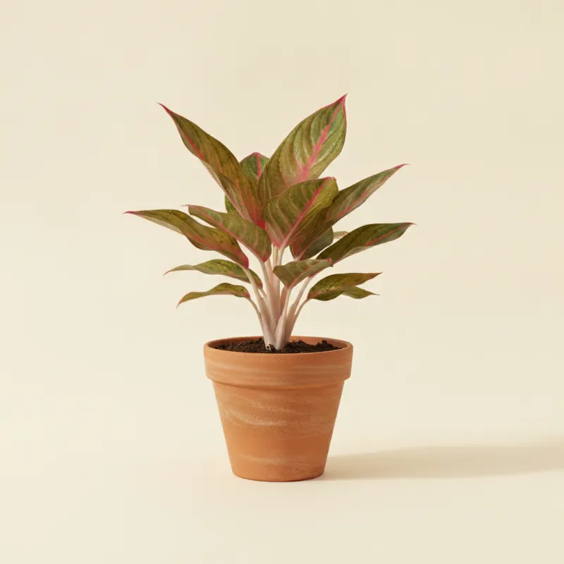 Aglaonema — Aglaonema 'Siam Aurora' (illustratie)