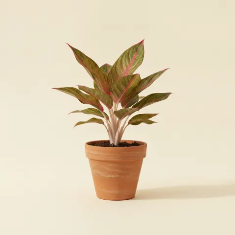 Aglaonema — Aglaonema 'Siam Aurora' (illustratie)