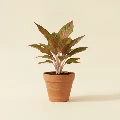 Aglaonema