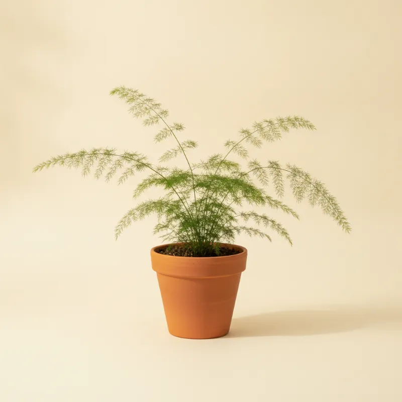 Sierasperge — Asparagus falcatus (illustratie)