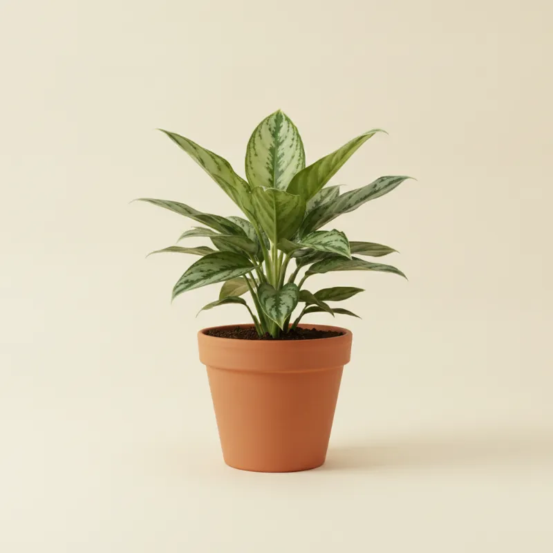 Aglaonema — Aglaonema 'Silver Queen' (illustratie)