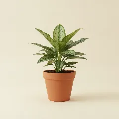 Aglaonema