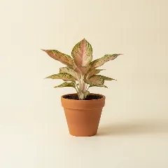 Aglaonema