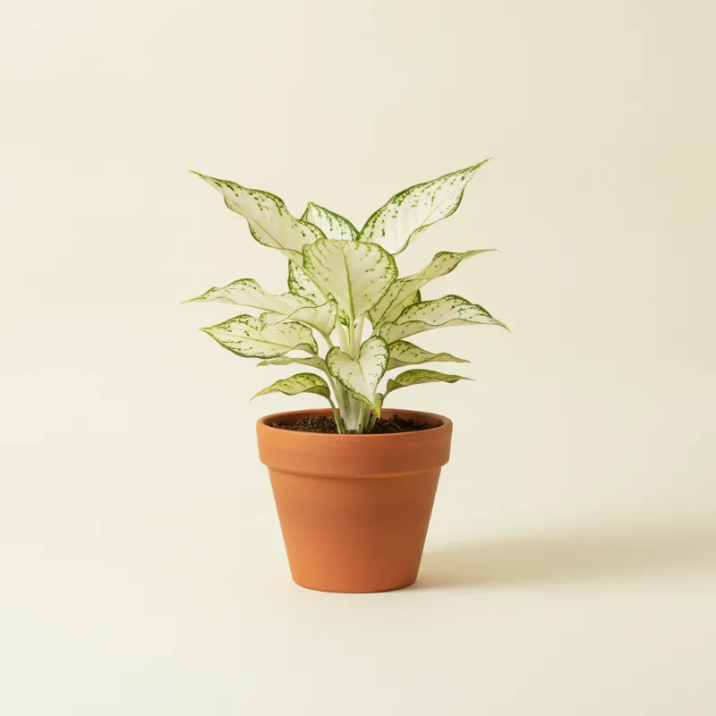 Aglaonema — Aglaonema 'Super White' (illustratie)