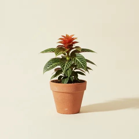 Aphelandra squarrosa