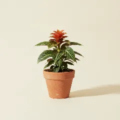 Aphelandra squarrosa