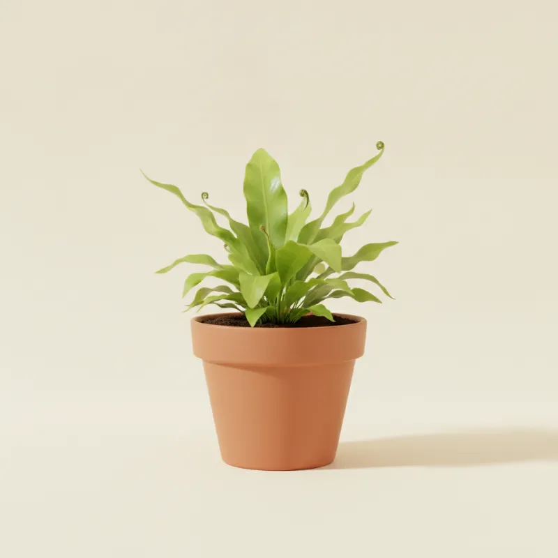 Asplenium antiquum (illustratie)