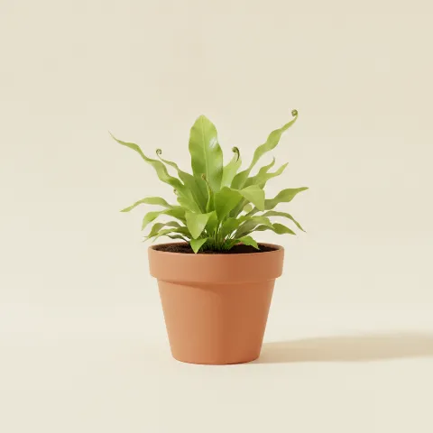 Asplenium antiquum (illustratie)