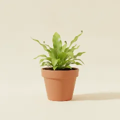 Asplenium antiquum