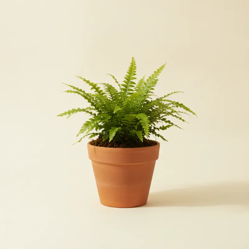 Asplenium antiquum 'Osaka' (illustratie)
