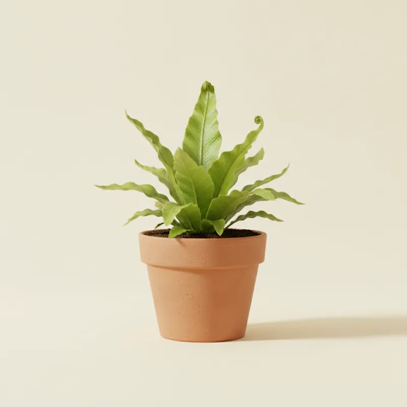 Nestvaren — Asplenium nidus (illustratie)