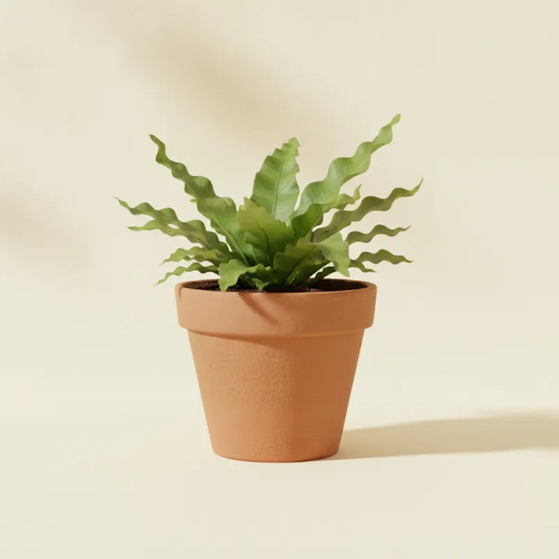 Nestvaren — Asplenium nidus 'Crispy Wave' (illustratie)