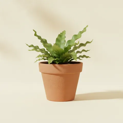 Nestvaren — Asplenium nidus 'Crispy Wave' (illustratie)