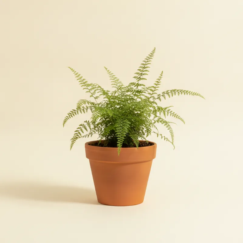 Asplenium parvati (illustratie)
