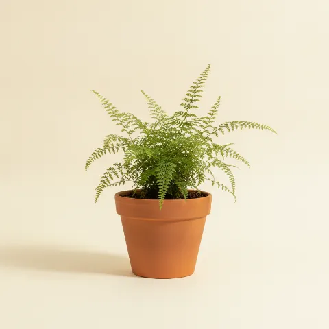 Asplenium parvati (illustratie)