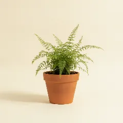 Asplenium parvati