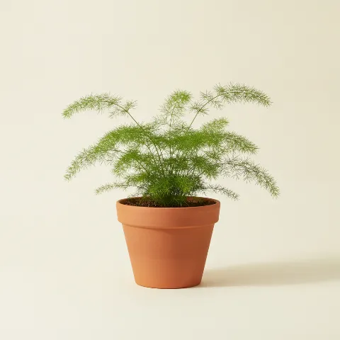 Sierasperge β Asparagus plumosus (illustratie)