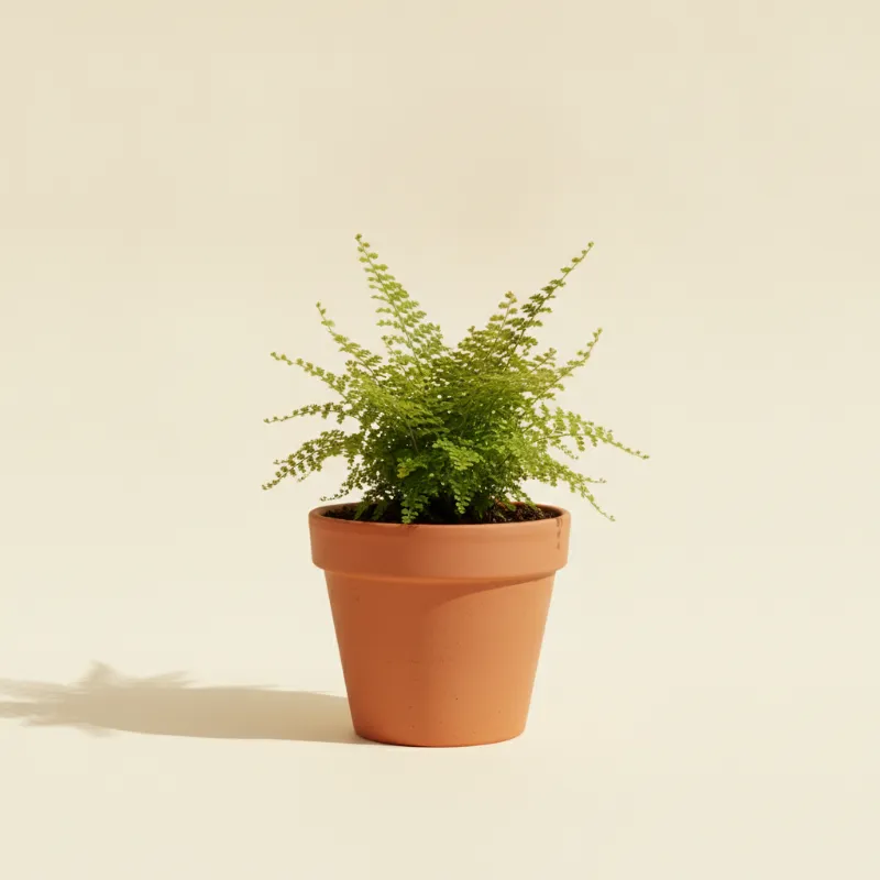 Asplenium bulbiferum (illustratie)